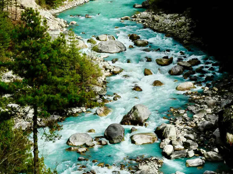 A turquoise river running through pine forest